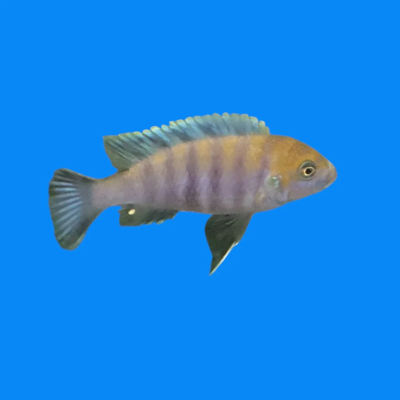 Cynotilapia Afra cobue
